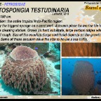 Xestospongia  testudinaria - Petrosiidae