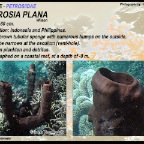 Petrosia plana - Petrosiidae