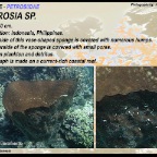 Petrosia sp. - Petrosiidae