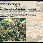 Neopetrosia exigua - Petrosiidae