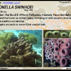 Theonella  swinhoei - Theonellidae