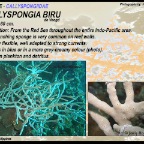Callyspongia biru - Callyspongiidae