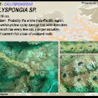 Callyspongia sp. - Callyspongiidae