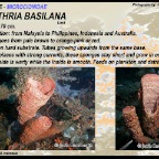Clathria basilana - Microcionidae