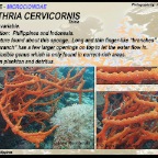 Clathria cervicornis - Microcionidae