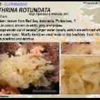 Clathrina rotundata - Clathrinidae