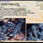 Gelliodes fibulata - Niphatidae