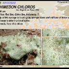 Amphimedon chloros - Niphatidae