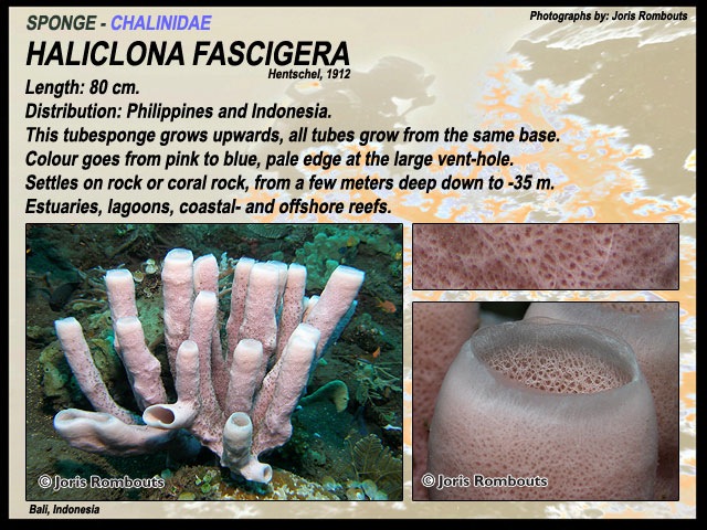 Sponges-Porifera body structur how do porifera sponges move around