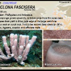 Haliclona fascigera - Chalinidae