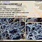 Haliclona koremella - Chalinidae