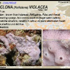 Haliclona (haliclona) violacea -  Chalinidae