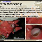Leucetta microraphis - Leucettidae