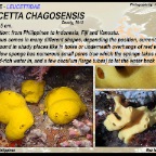 Leucetta chagosensis -  Leucettidae