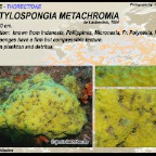 Dactylospongia metachromia - Thorectidae
