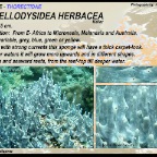 Lamellodysidea herbacea - Thorectidae