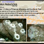 Liosina paradoxa - Halichondriidae