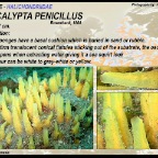 Ciocalypta penicillus - Halichondriidae