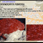 Lissodendoryx fibrosa - Coelosphaeridae