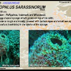 Melophlus sarassinorum - Acoronidae