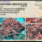 Monanchora unguiculata - Crambeidae