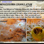 Myrmekioderma  granulatum - Desmoxyidae