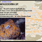 Myrmekioderma sp. - Desmoxyidae