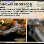 Placospongia melobesioides- Placospongiidae
