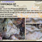 Placospongia sp. - Placospongiidae
