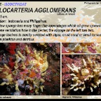 Coelocarteria agglomerans - Isodictyidae