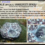 Mycale (mycale) vansoesti sensu - Mycalidae
