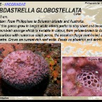 Rhabdastrella globostellata - Acorindae