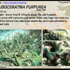 Pseudoceratina purpurea - Pseudoceratinidae