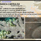Halisarca caerulea -  Halisarcidae