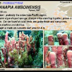 Oceanapia amboinensis - Phoeodictyidae