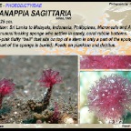 Oceanappia sagittaria - Phoeodictyidae