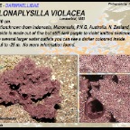 Chelonaplysilla violacea - Darwinellidae