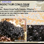 Echinodictyum conulosum - Raspailiidae