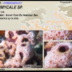 Hemimycale sp. - Hymedesmiidae