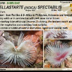 Sabellastarte spectabilis - Sabelidae