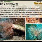Protula  bispiralis - Coco tubeworm