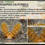 Phoronopsis californica - Phoronidae