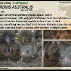 Phoronis australis - Phoronidae