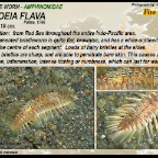 Chloeia flava - Golden fire worm