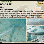 Sipuncula sp. - Peanut worm