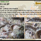 Bonellia sp. - Spoon worm