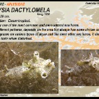 Aplysia dactylomela - Aplysiidae