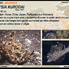 Aplysia  kurodai - Aplysiidae