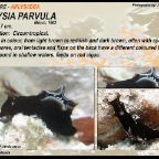 Aplysia parvula - Aplysiidae
