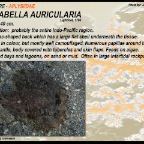 Dolabella auricularia - Aplysiidae